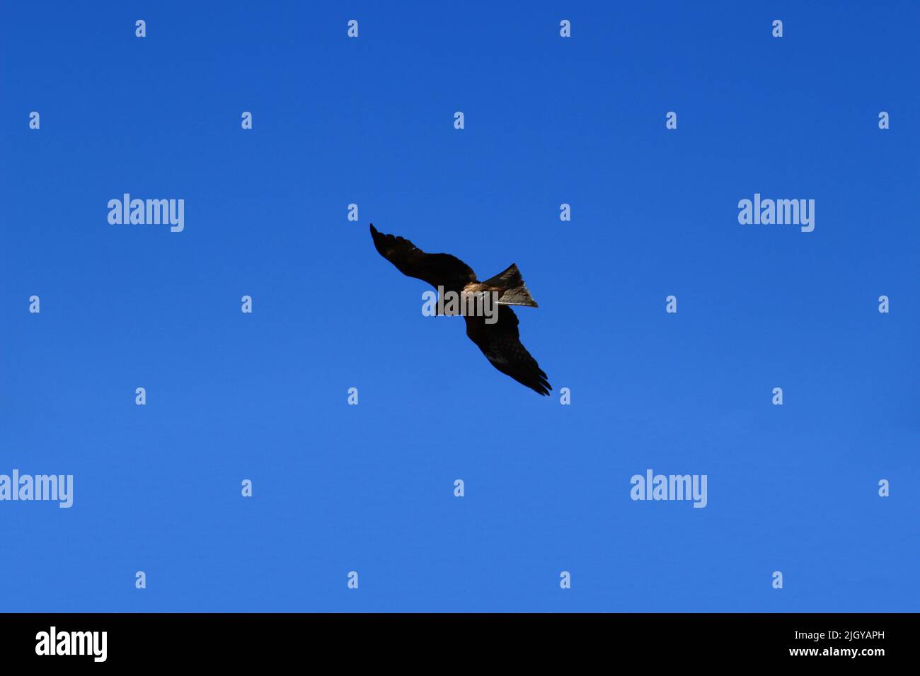 Black kite flying freely in the blue sky Stock Photo