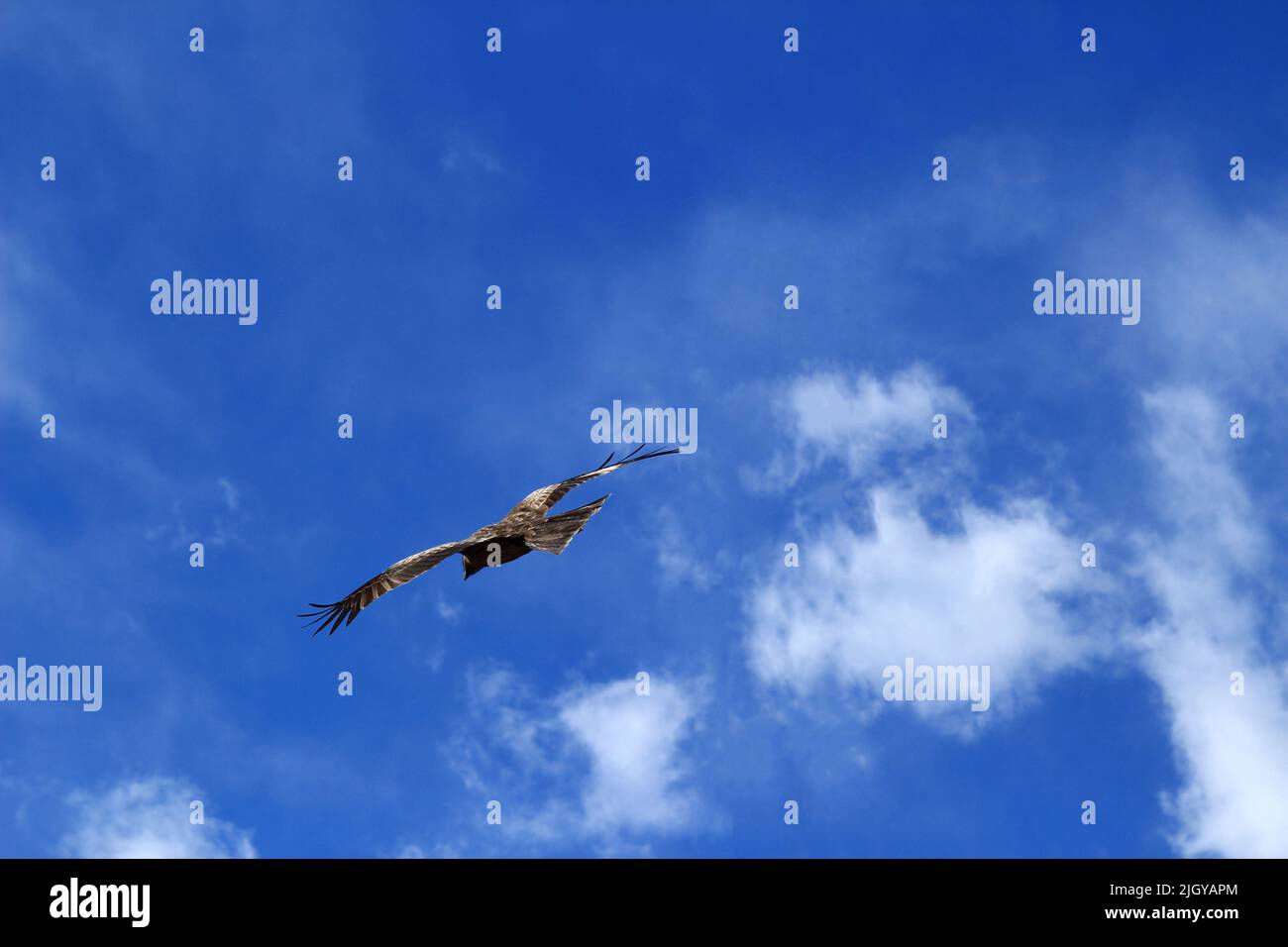 Black kite flying freely in the blue sky Stock Photo
