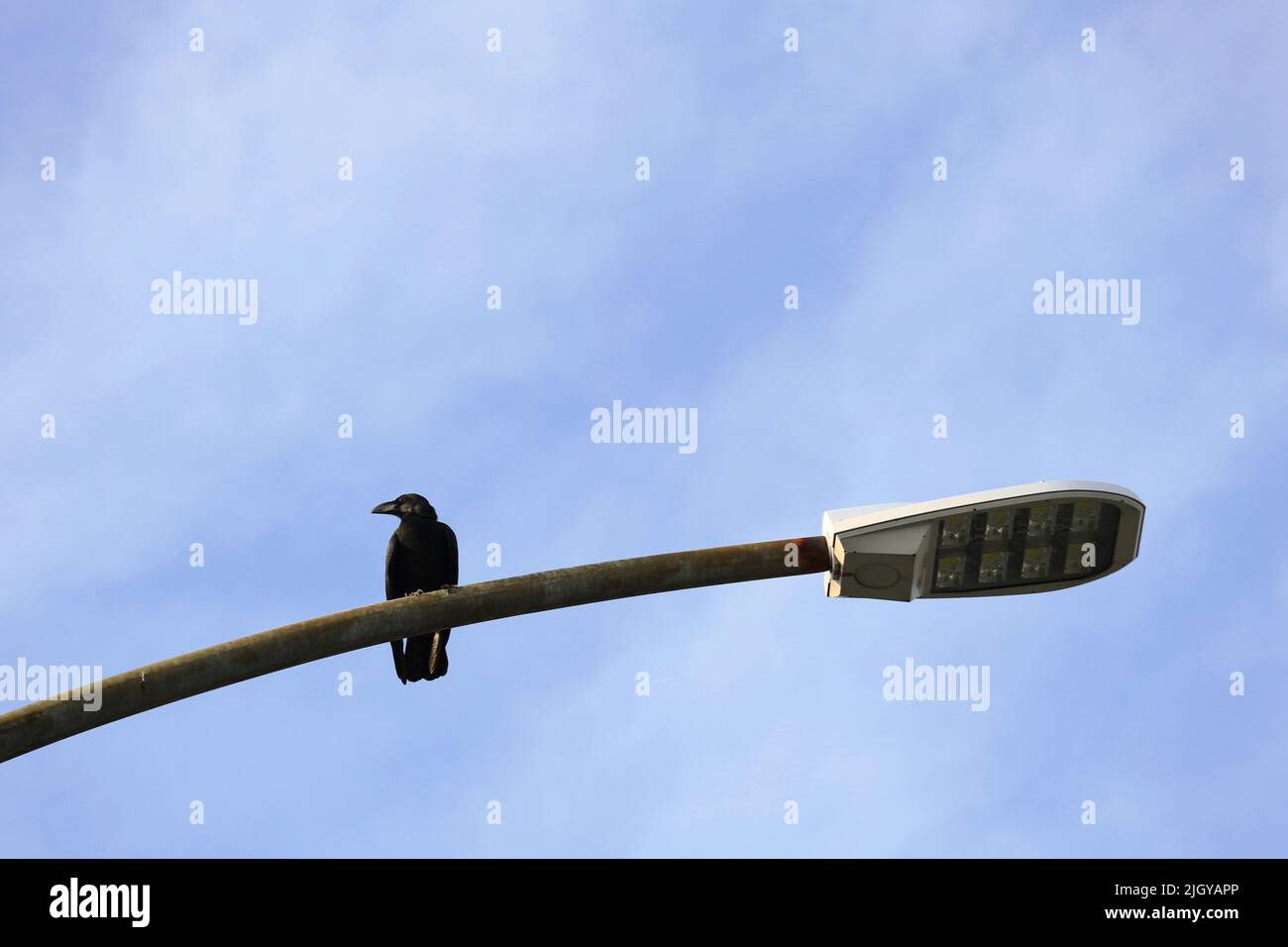 A crow staring at something on a streetlight Stock Photo