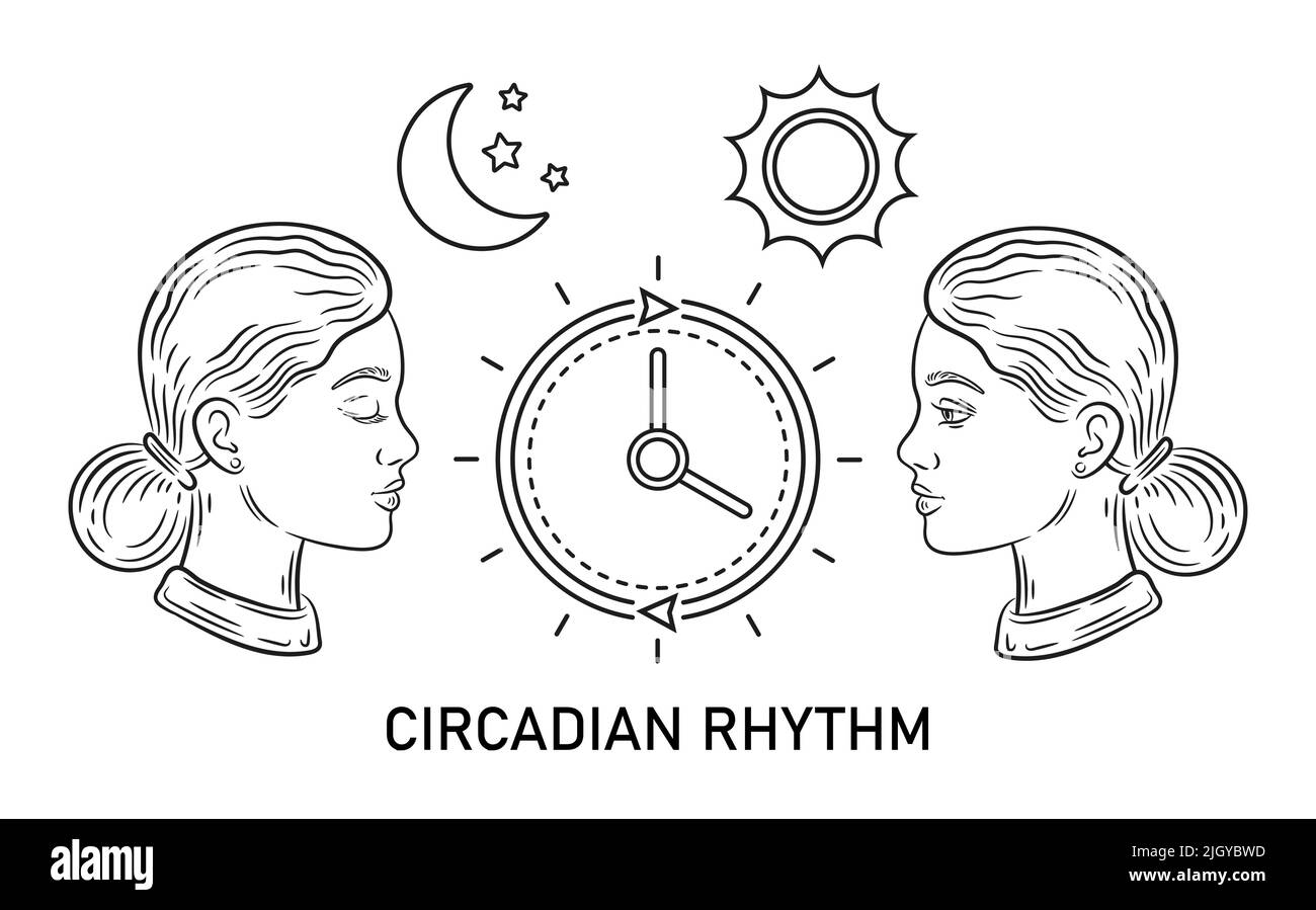 Circadian rhythm, biological clock, sleep time regulation, human life day night cycle, internal biorhythm icon. Woman asleep or waking schedule vector Stock Vector