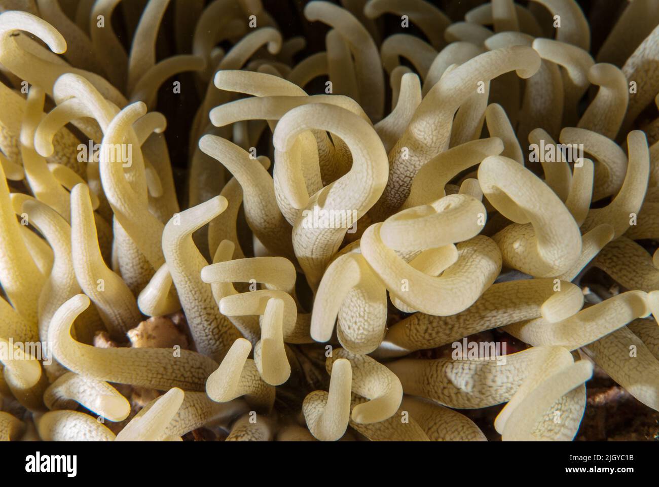 Leather Sea Anemone, Heteractis crispa, Sharm el Sheikh Red Sea, Egypt Stock Photo