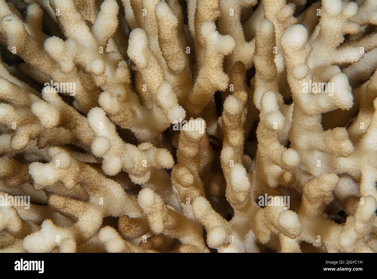 Stony coral, Stylophora kuehlmanni, Pocilloporidae, Sharm el Sheikh Red Sea, Egypt Stock Photo