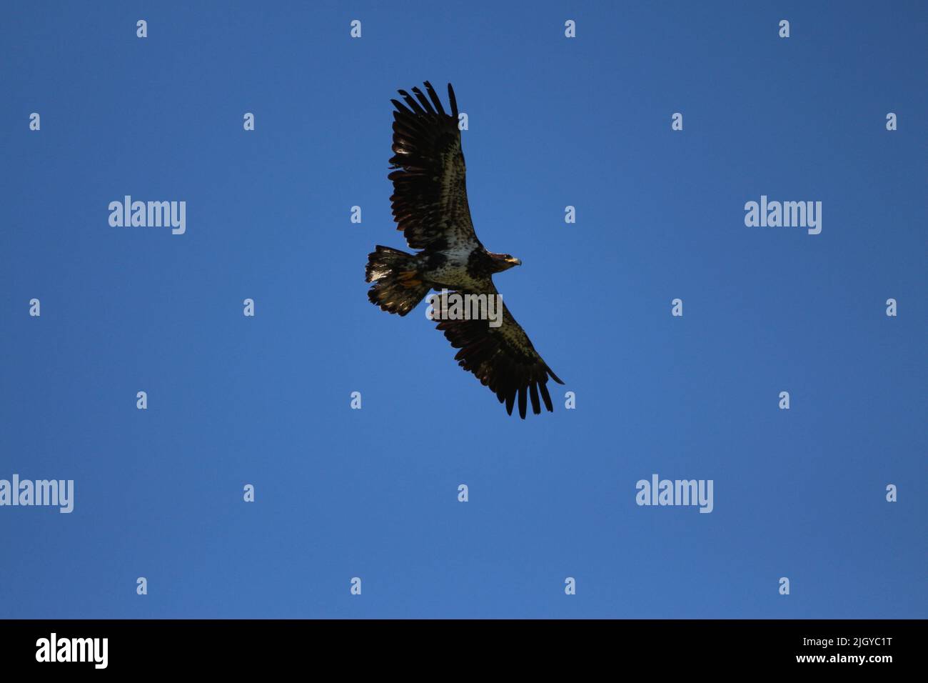 Juvenile bald eagle flying overhead Stock Photo Alamy