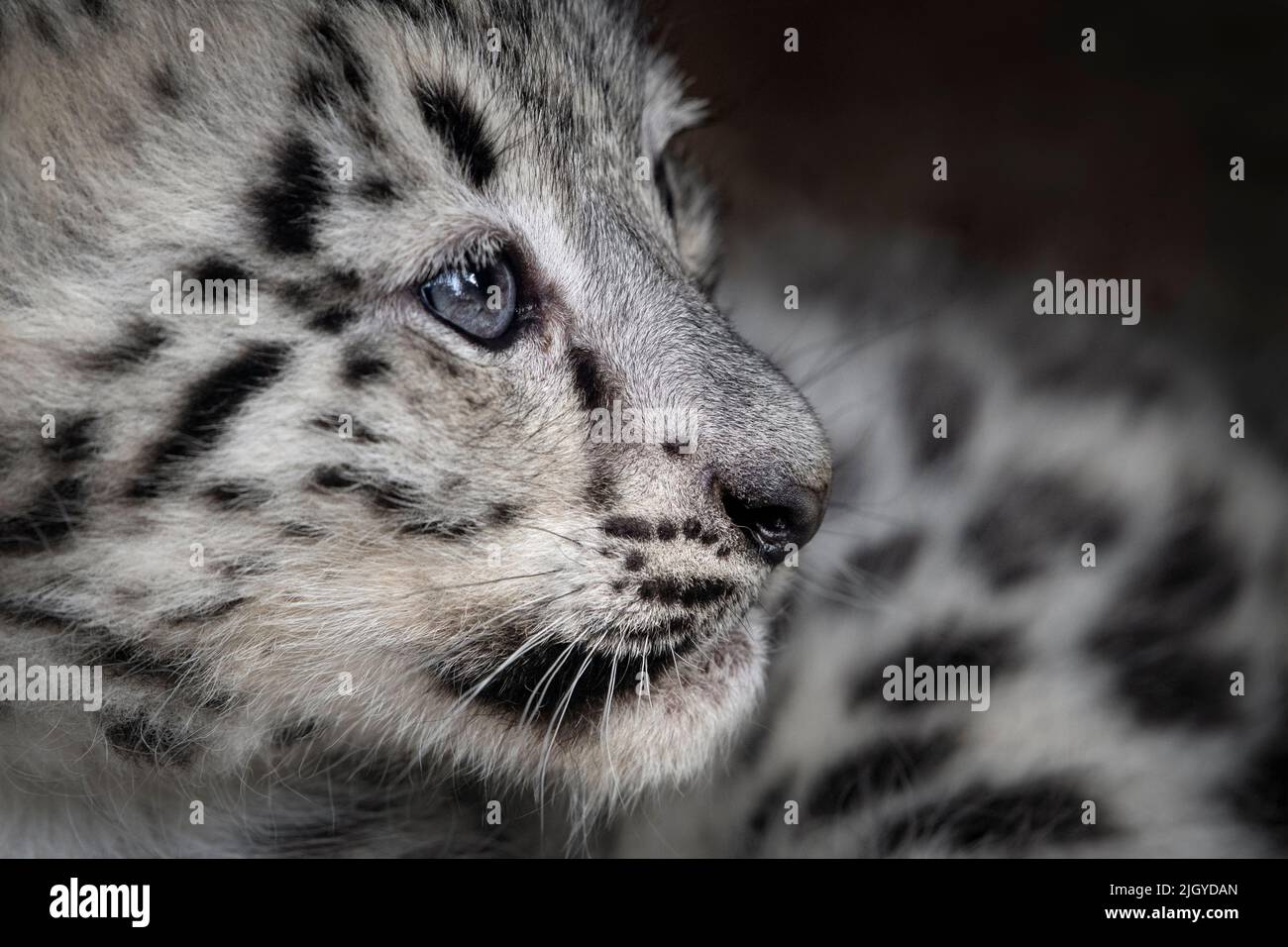 Female snow leopard cub (profile) Stock Photo