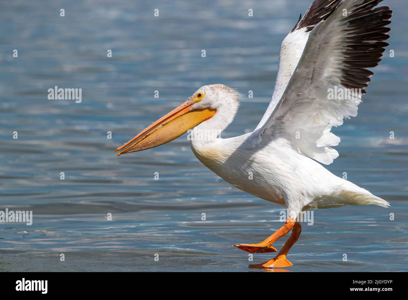 Closeup of an American White Pelican skidding on the water just after landing. Stock Photo