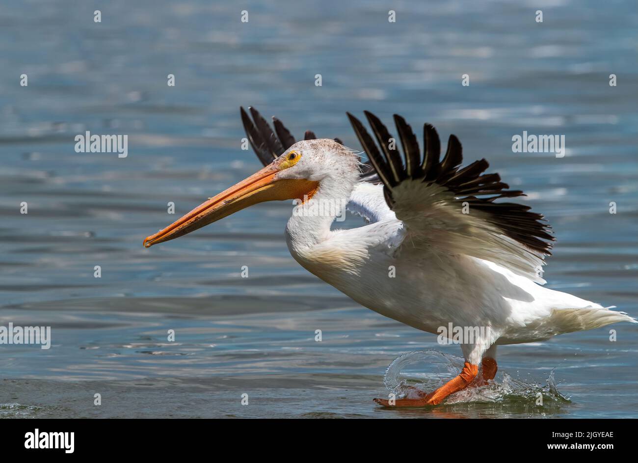 Closeup of an American White Pelican skidding on the water just after landing. Stock Photo