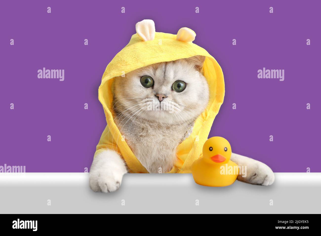 Funny white cat in a yellow coat, looks out of the shell with a yellow rubber duck on a purple background. Stock Photo