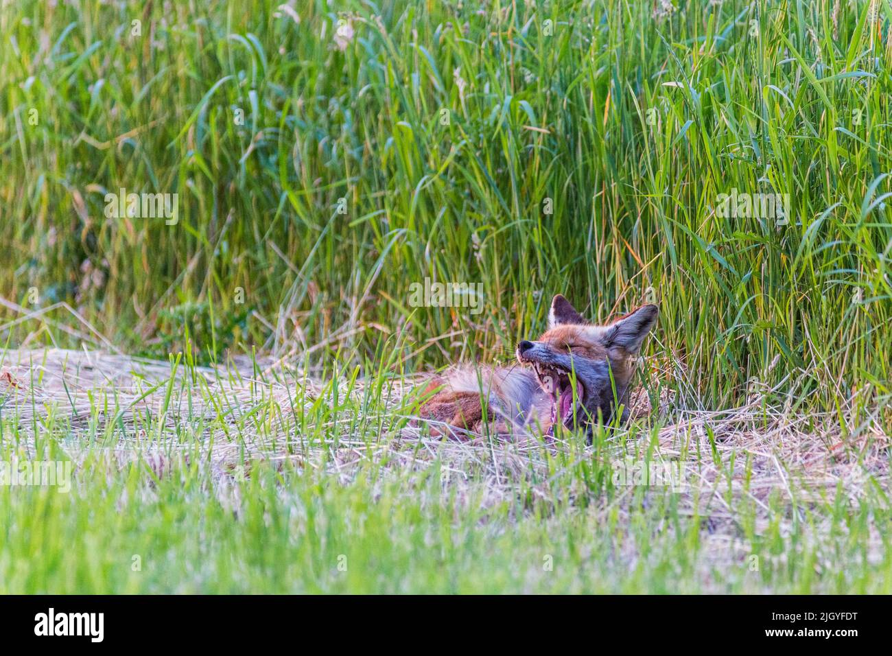 Red fox lying on mown field, evening sun, yawning Stock Photo