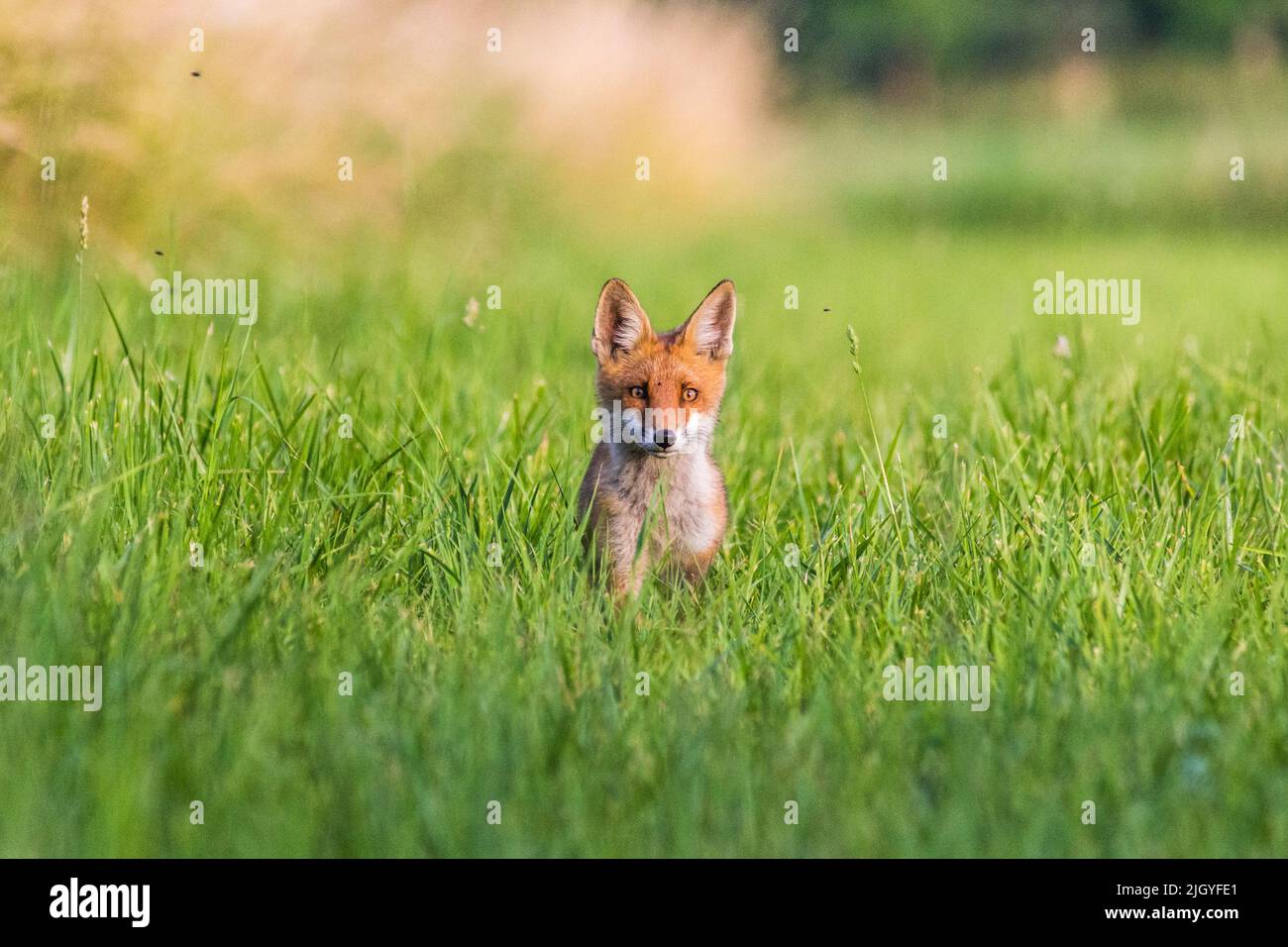 Junger Rotfuchs, neugierig in die Kamera schauend, Young red fox curiously looking at camera Stock Photo