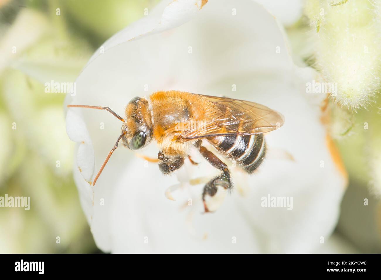 Abelha Uruçu Amarela, (Melipona scutellaris) polizando / colhendo