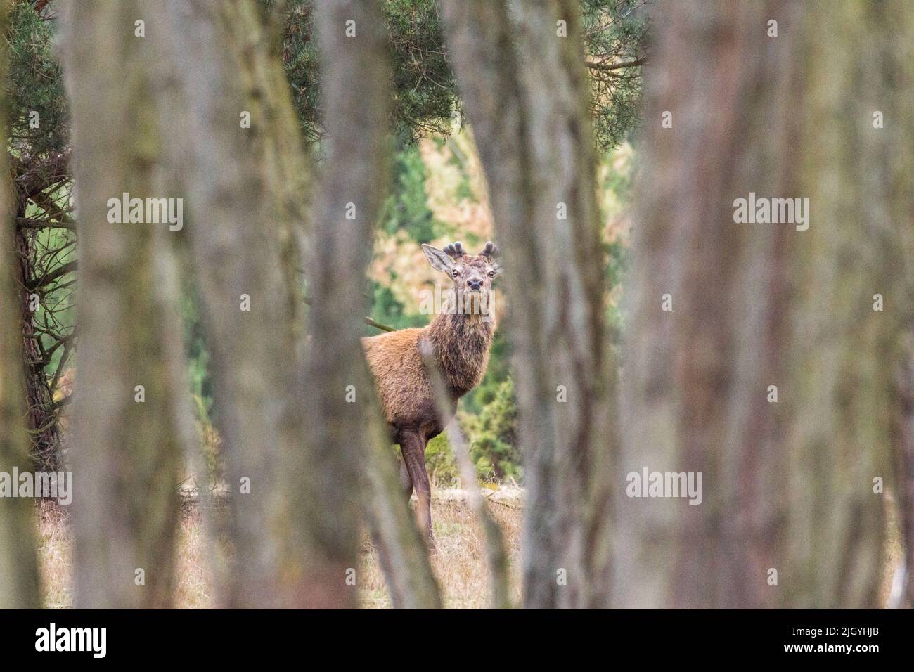 Red deer with regenerating antlers looks through gap in tree row, looking to the camera Stock Photo