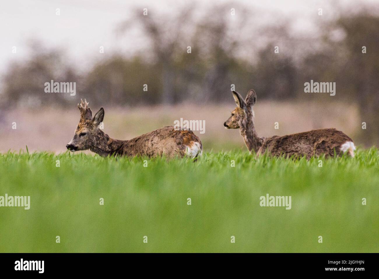 a couple of two deer in love in a field Stock Photo
