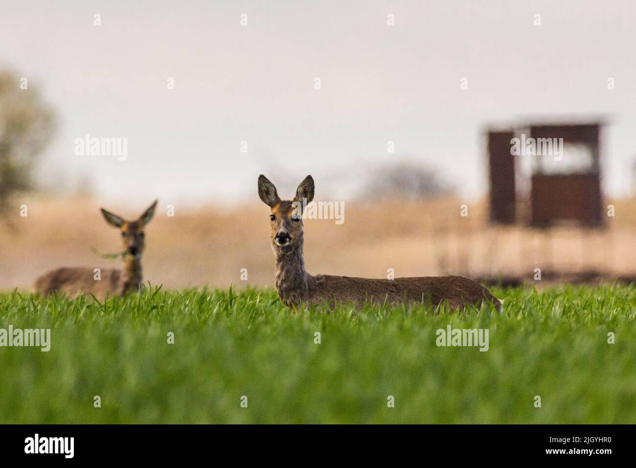 Two deer in a sunlit field, looking at the camera Stock Photo