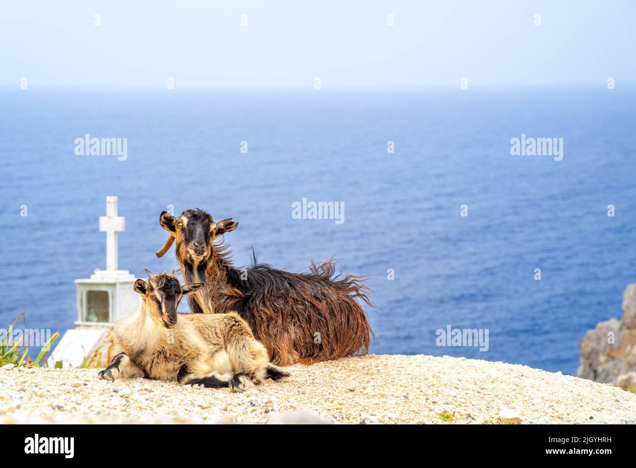 Goats on the island of Crete with sea in the background Stock Photo