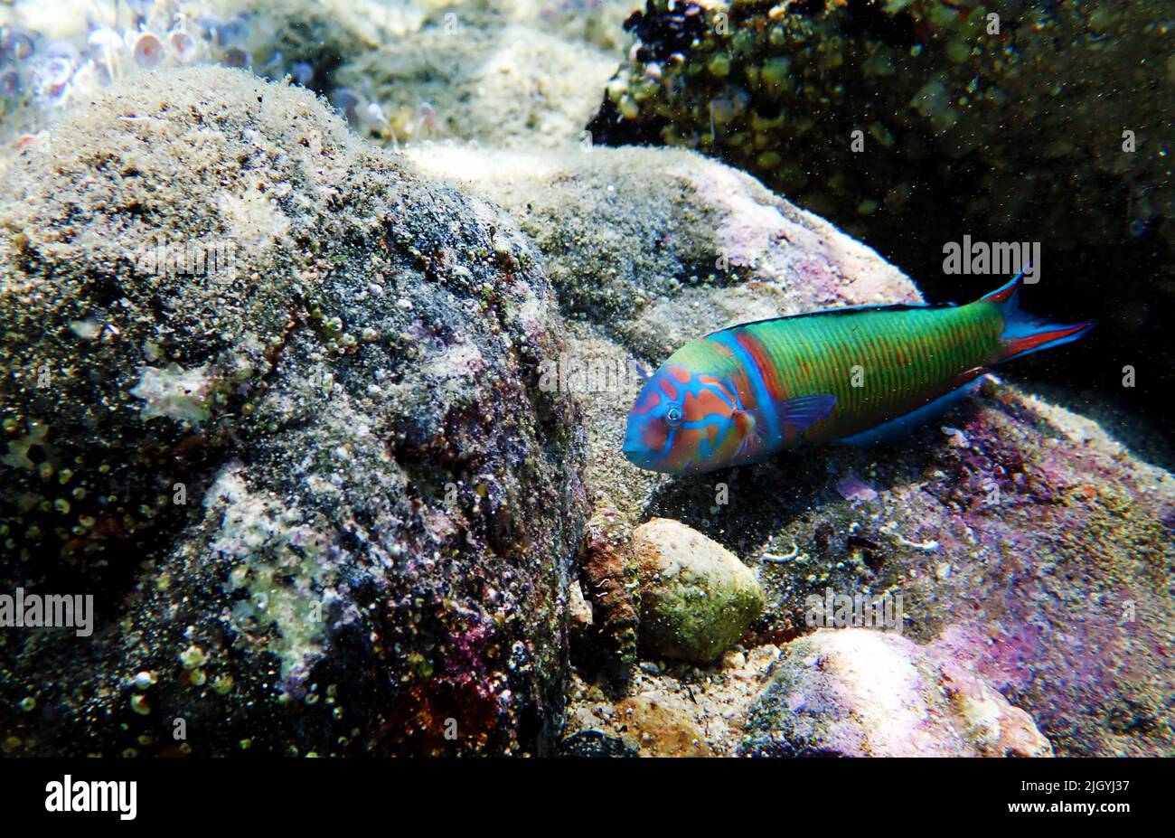Green male ornate wrasse fish in Mediterranean sea - Thalassoma pavo Stock Photo