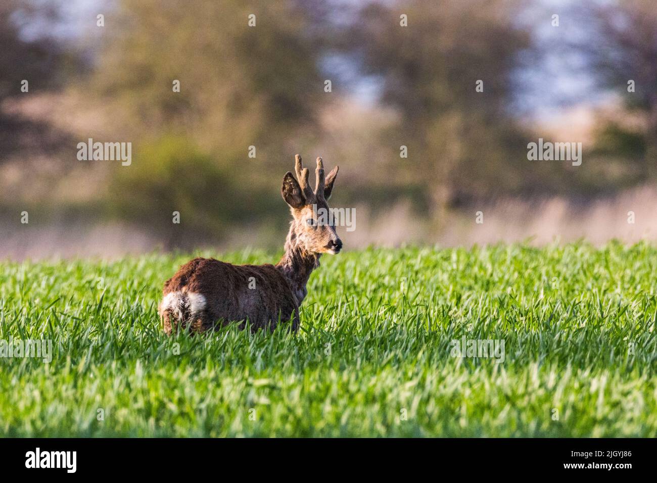 Roebuck in a sunlit field, looking at the camera Stock Photo