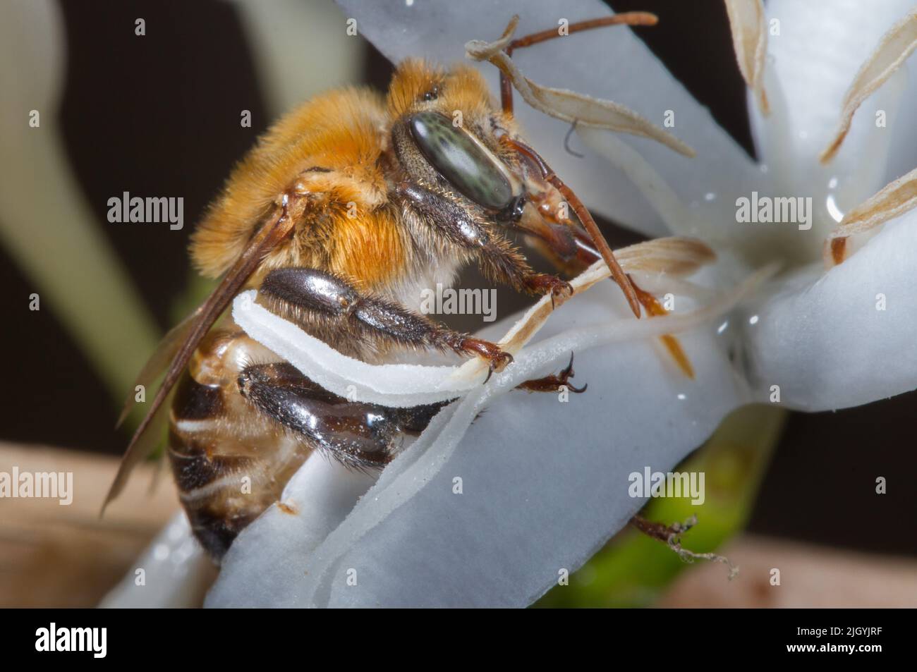 Abelha Uruçu amarela (Melipona scutellaris) polinizando a flor de café