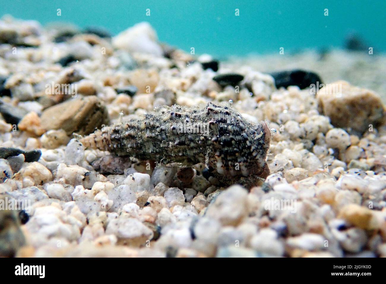 Cerith sand sea snail - Cerithium Caeruleum Stock Photo