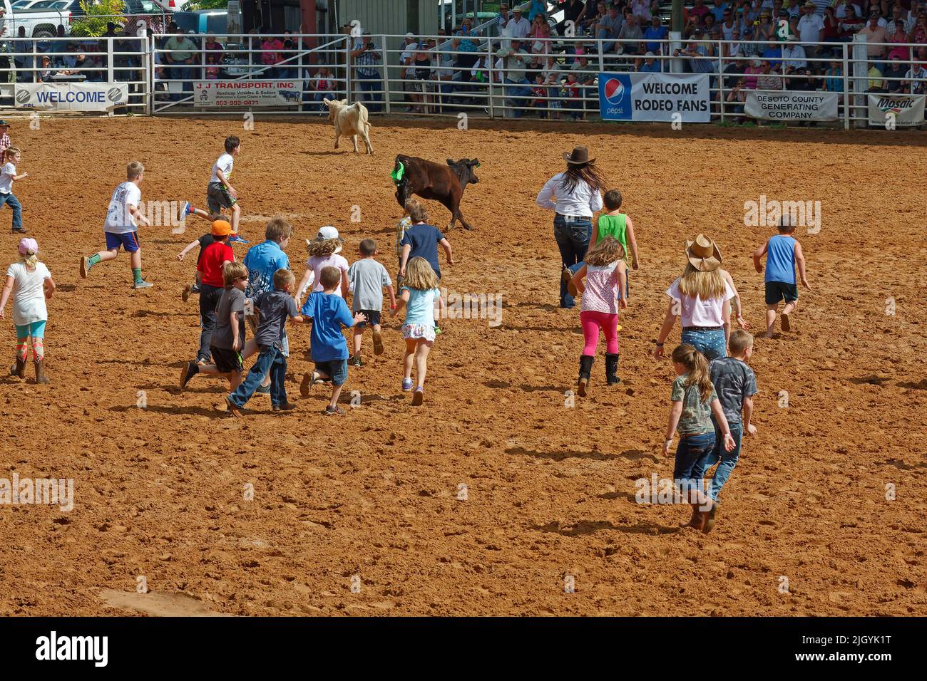 Children running in arena to see calves hires stock photography and