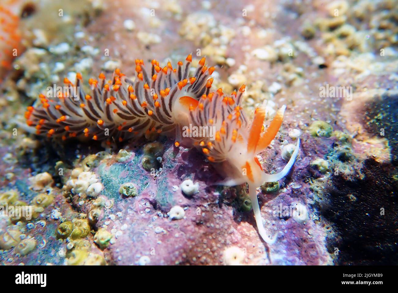 Underwater shot of colorful Flabellina nudibranch into the Mediterranean sea  - Flabellina affinis Stock Photo