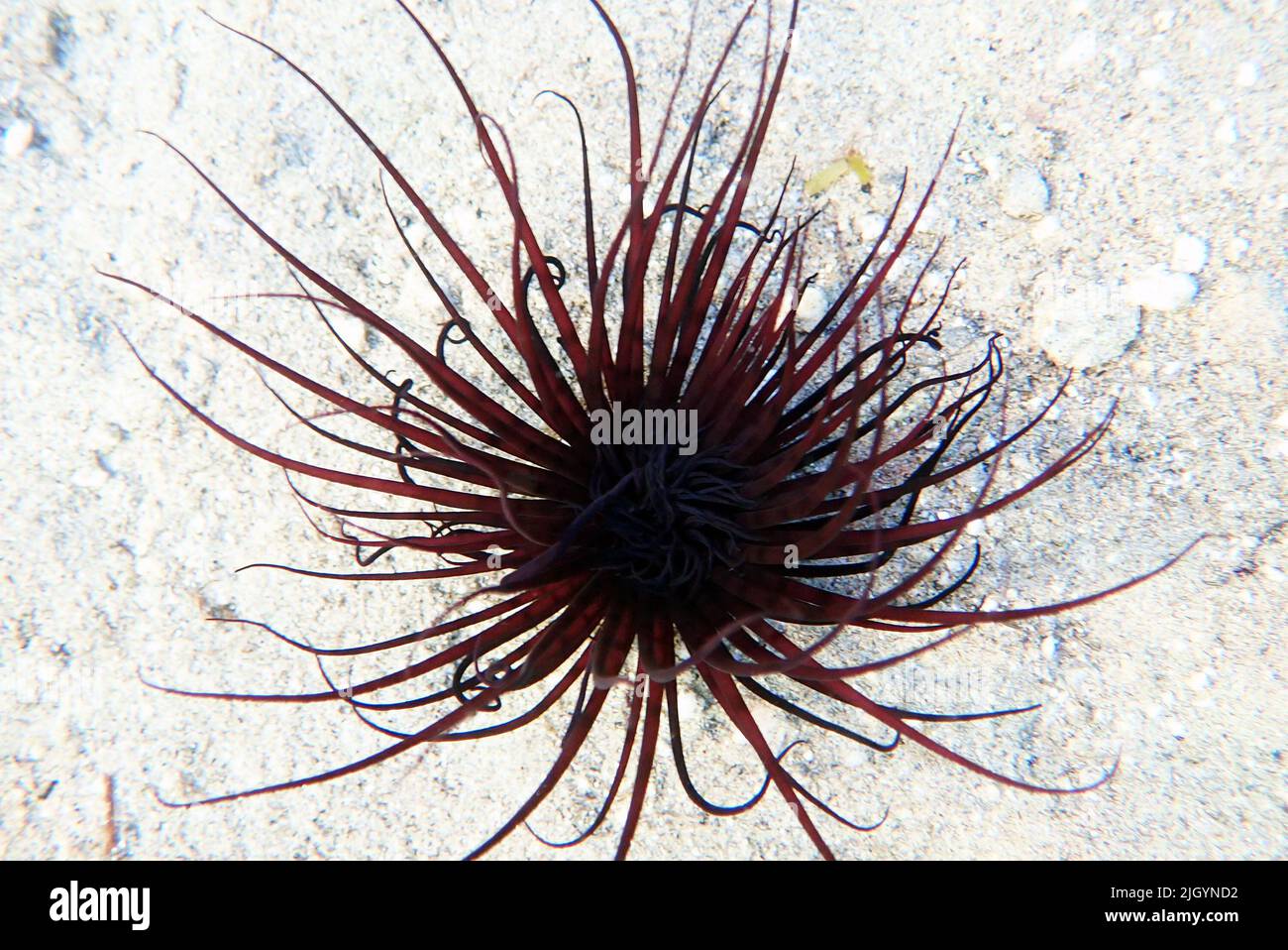 Coloured tube sea anemone - Cerianthus membranaceus Stock Photo