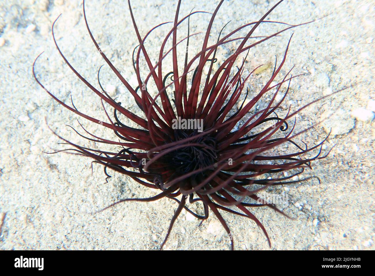 Coloured tube sea anemone - Cerianthus membranaceus Stock Photo