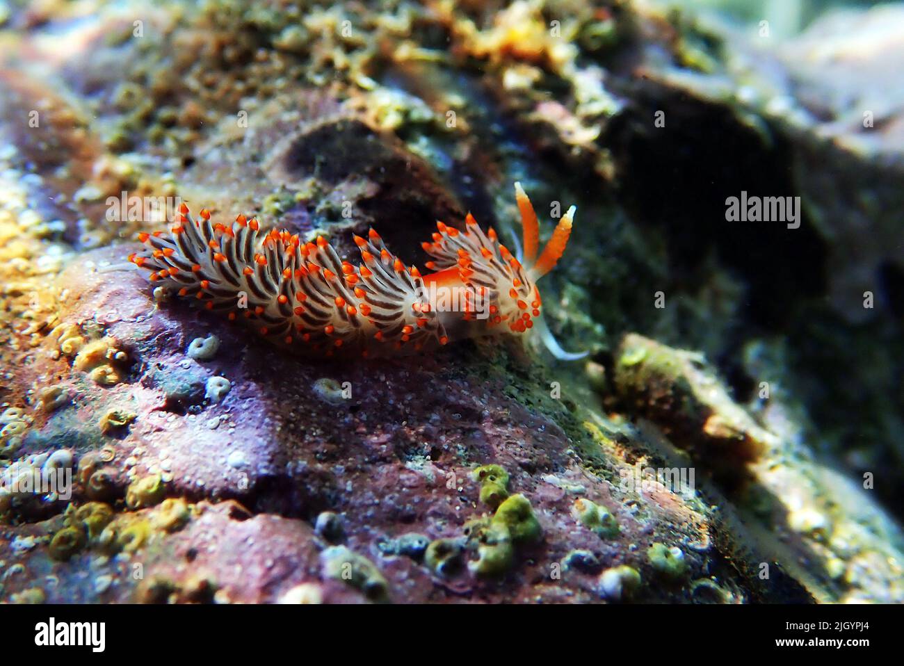 Underwater shot of colorful Flabellina nudibranch into the Mediterranean sea  - Flabellina affinis Stock Photo