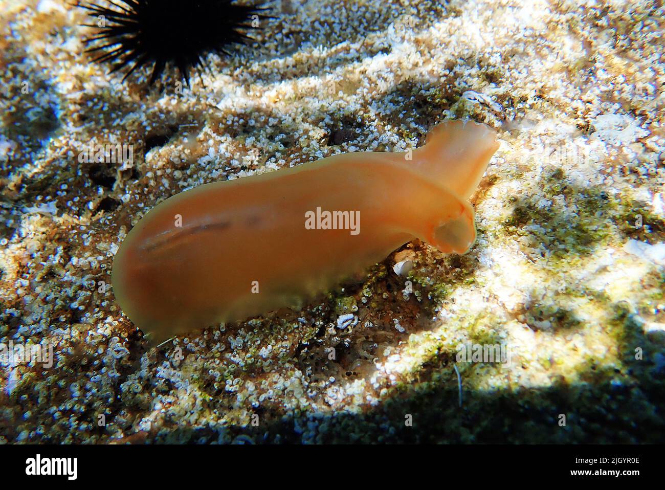 Vase sea squirt underwater scene into the Mediterranean sea - Ciona intestinalis Stock Photo