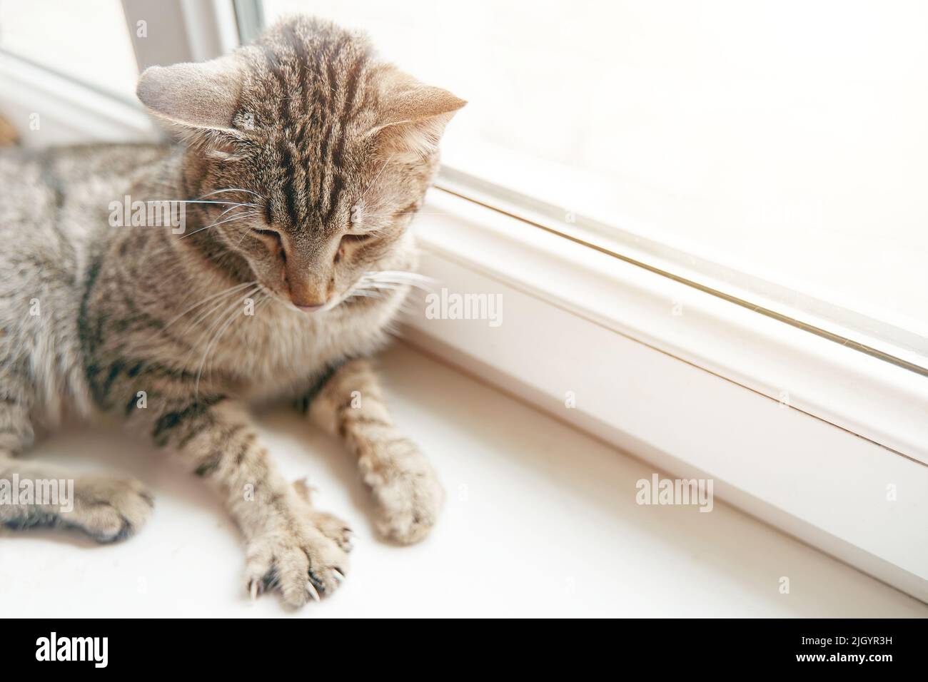Cute cat is resting on windowsill under rays of sun Stock Photo - Alamy
