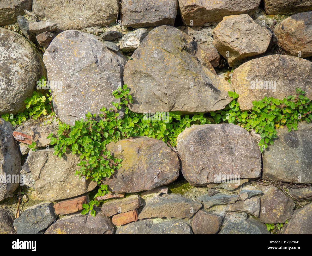A plant on a stone wall. Plants grow on an old stone wall. Old masonry ...