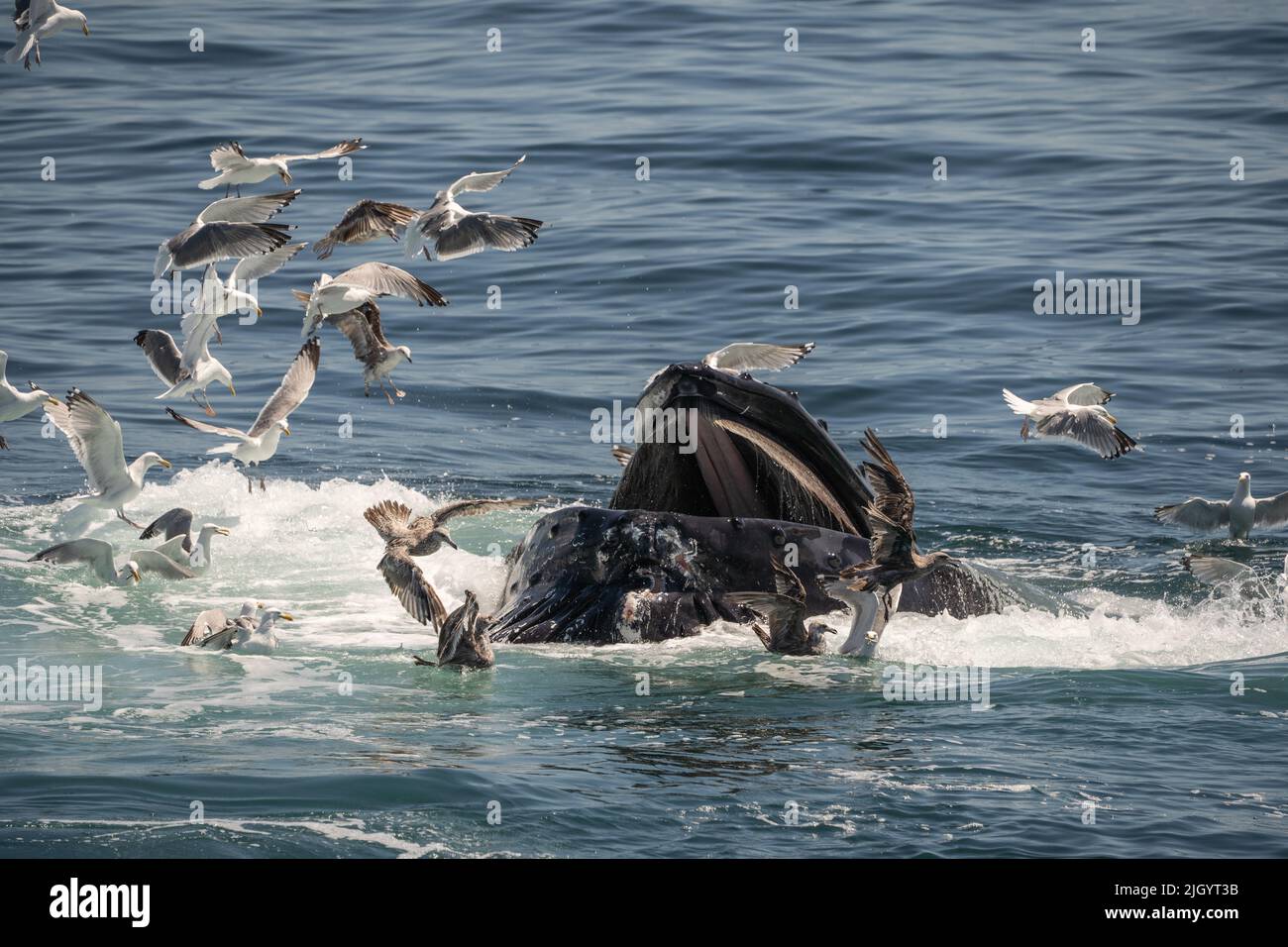 Close-up of Humpback whale bubble-net fishing off the coast of Cape Cod Stock Photo