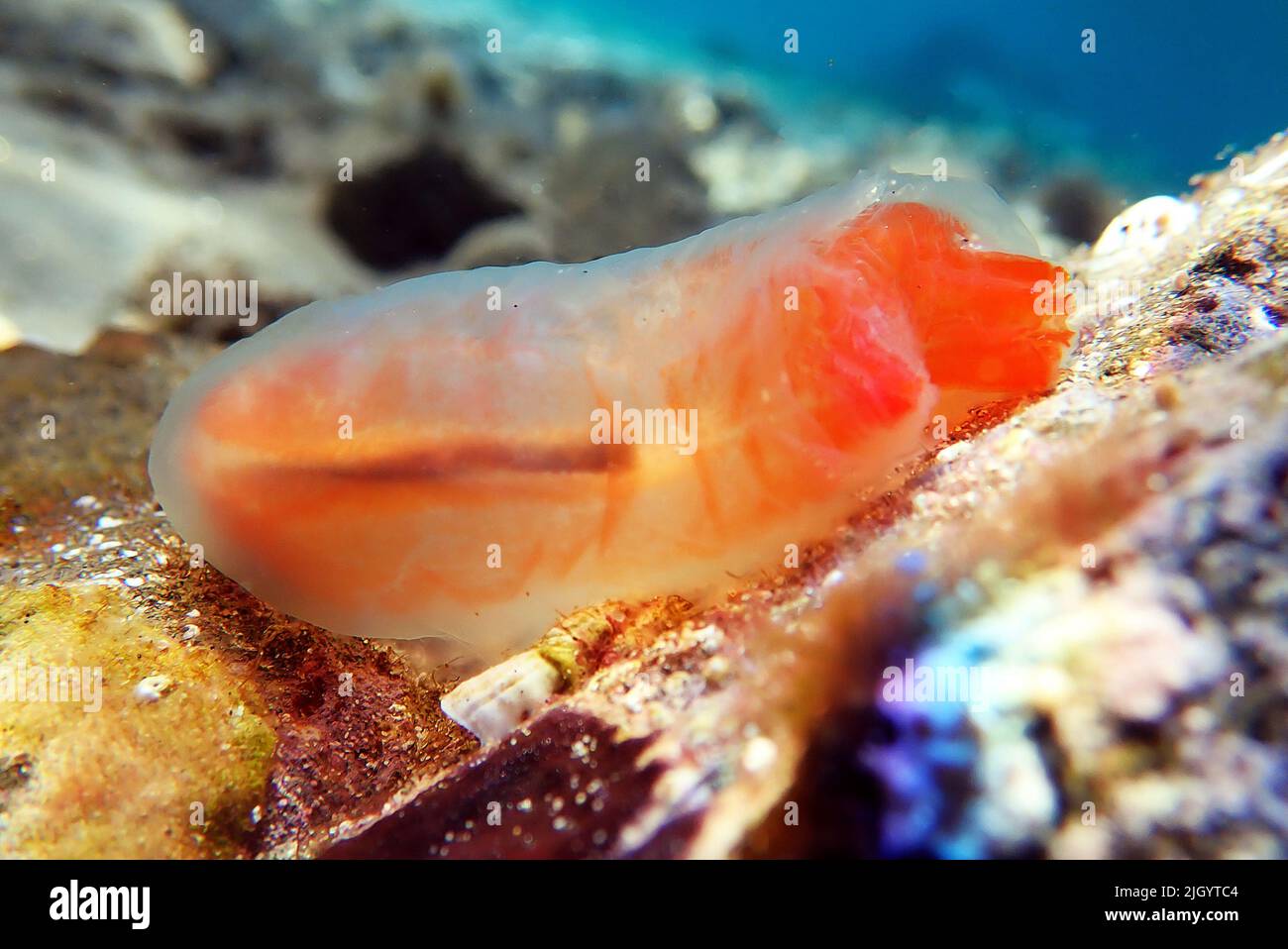 Vase sea squirt underwater scene into the Mediterranean sea - Ciona intestinalis Stock Photo