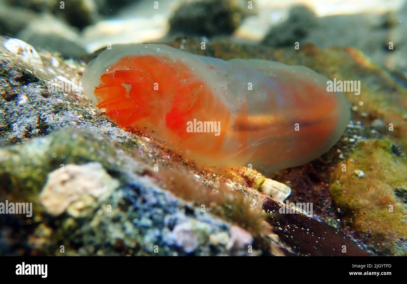 Vase sea squirt underwater scene into the Mediterranean sea - Ciona intestinalis Stock Photo