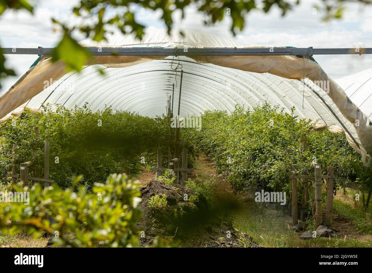 Polytunnels in horticulture Stock Photo