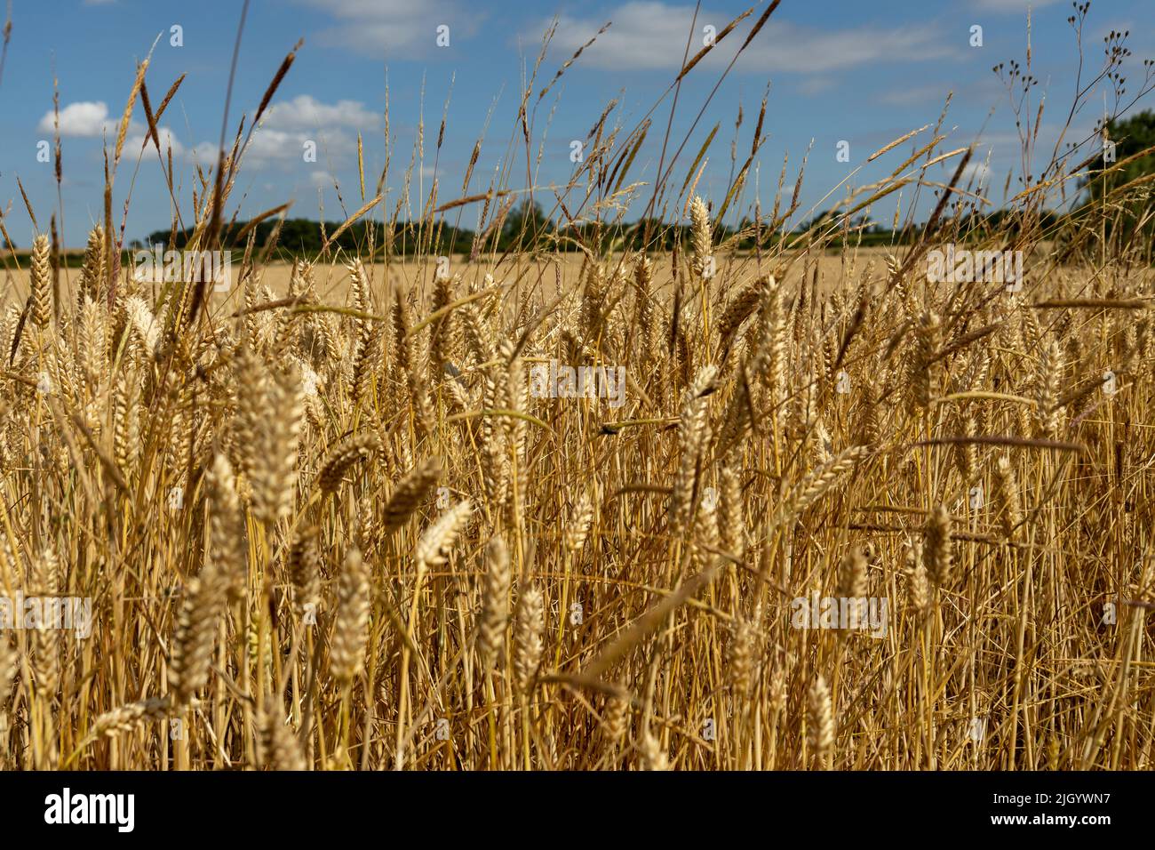 Wheat ripening under hot sun in UK Stock Photo