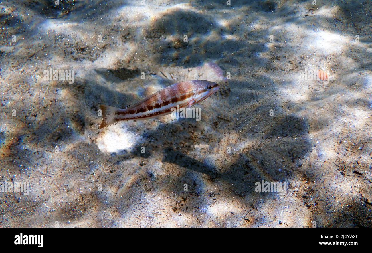 The comber fish - (Serranus cabrilla) Stock Photo