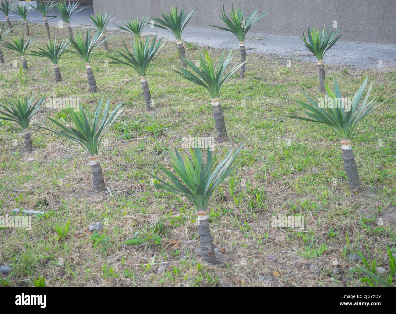 Lawn with small palm trees. Planted palm trees. seedlings Stock Photo