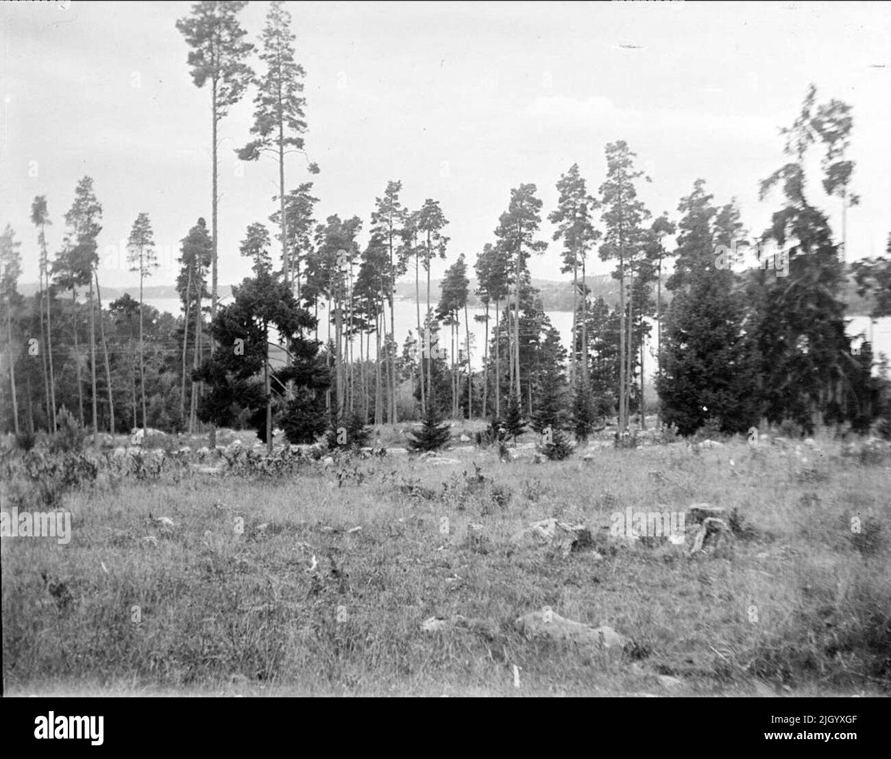 Forest land near Sigtuna, Uppland August 1930. Forest Land Near Sigtuna
