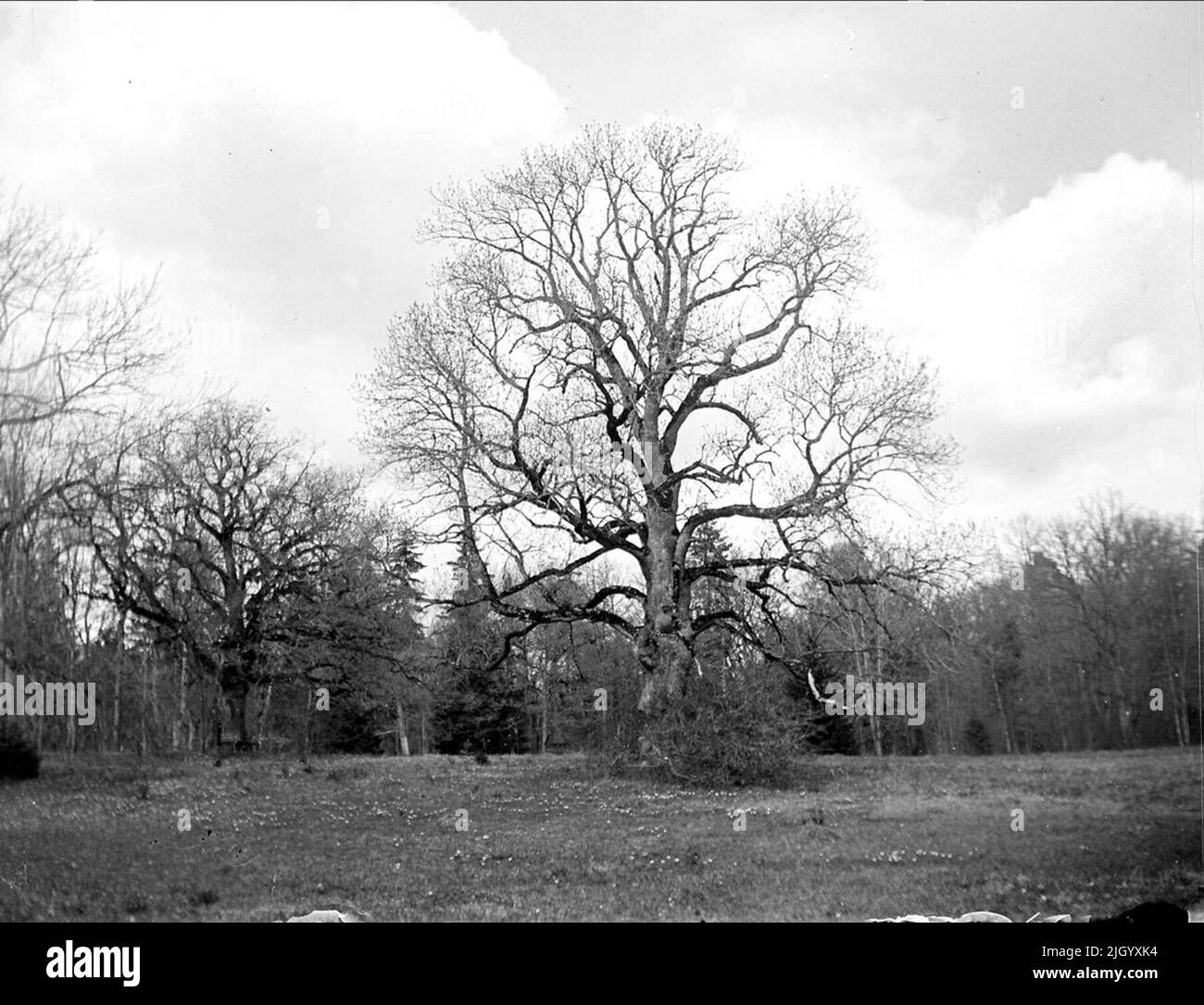 Trees at Vik, Balingsta parish, Uppland May 1922. Trees at VIK ...