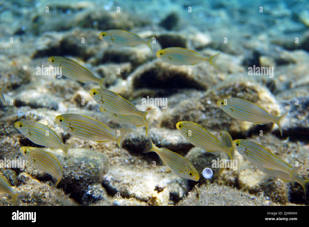 Salema porgy saltwater dreamfish, underwater shot in the Mediterranean sea - Sarpa salpa Stock Photo