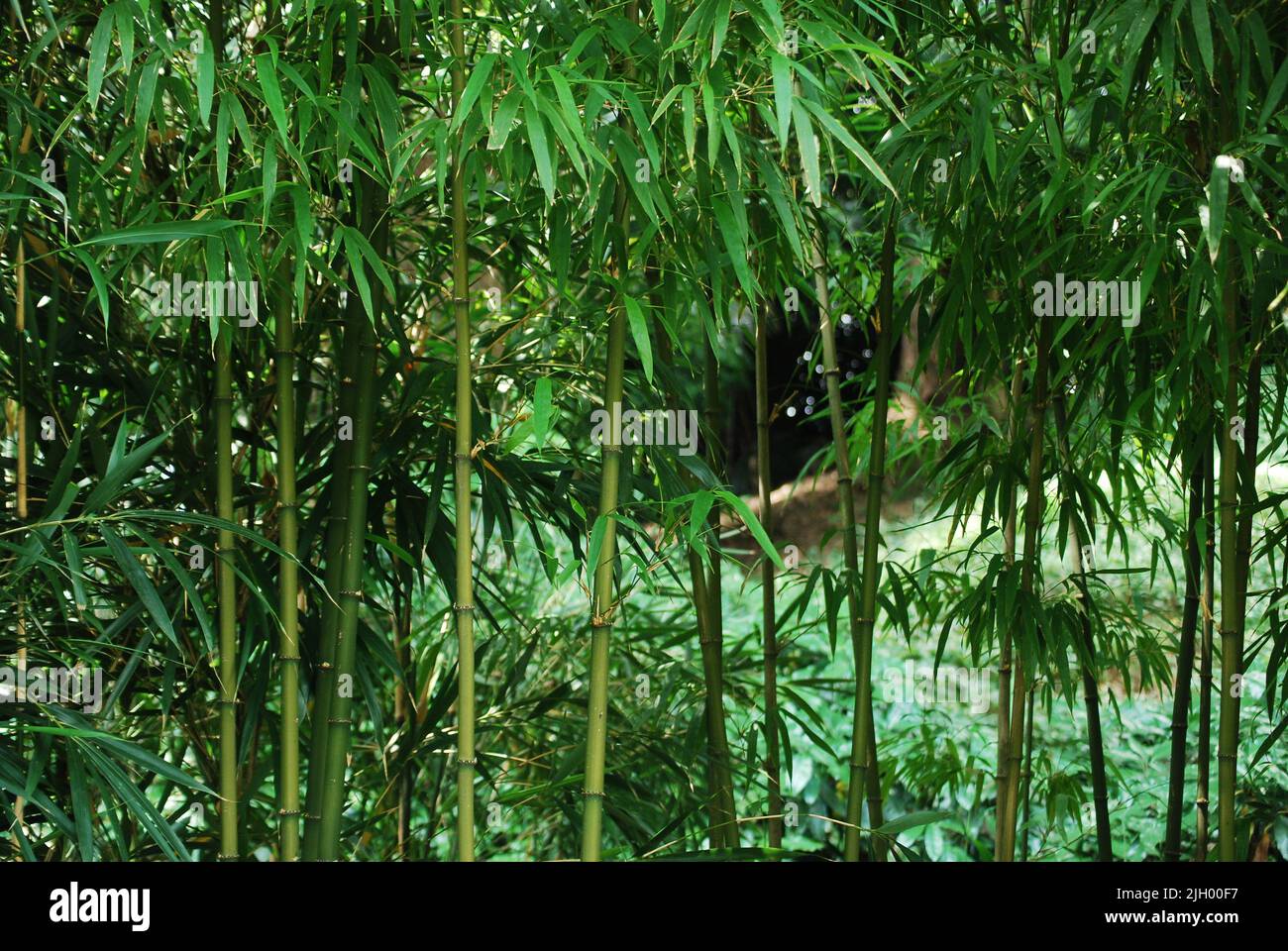 Bamboo plants in the Imperial Garden, Tokyo, Japan Stock Photo Alamy