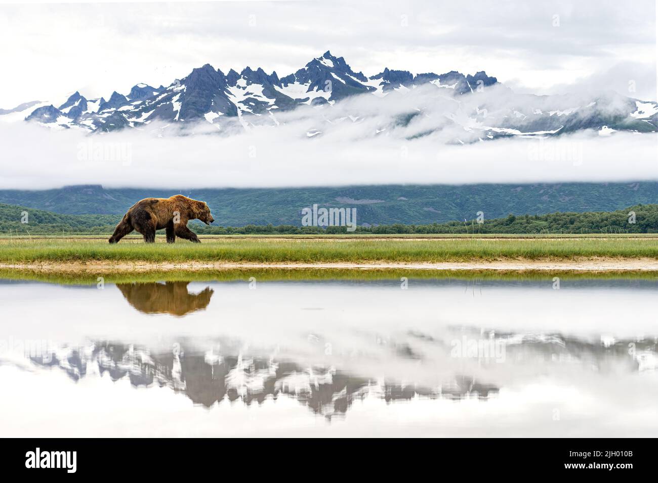 Brown bear walking in front of mountains Stock Photo