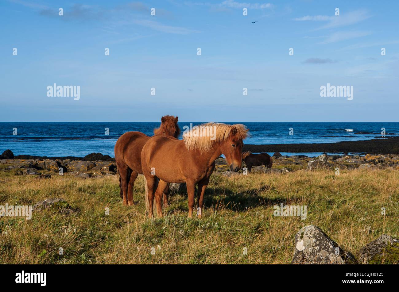 Looks like a pony, walks like a pony, has the size of a pony - and the hair style too. But for some reason Iceland Horses are not ponies. The most imp Stock Photo