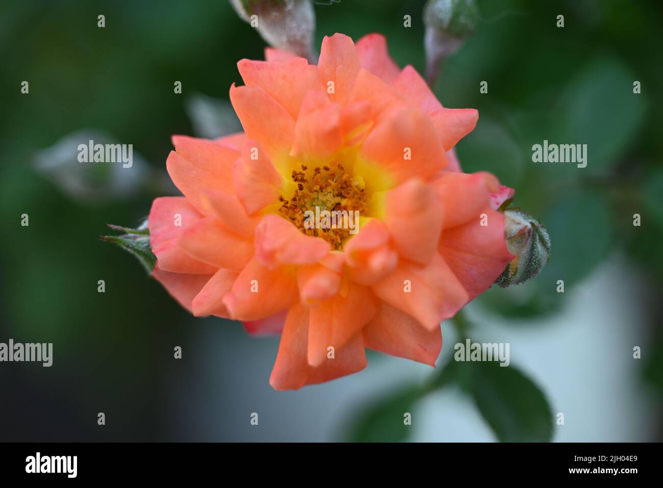 Miniature rose plant hi-res stock photography and images - Alamy