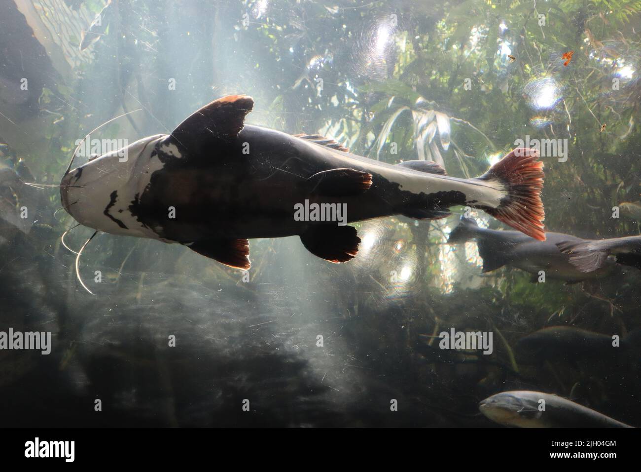 A redtail catfish (Phractocephalus hemioliopterus) swimming underwater with sunrays Stock Photo