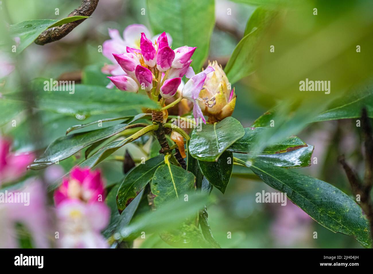 Beautiful pink and white Rhododendron buds along the Appalachian Trail at Mountain Crossings / Walasi-Yi in the Northeast Georgia Mountains. (USA) Stock Photo