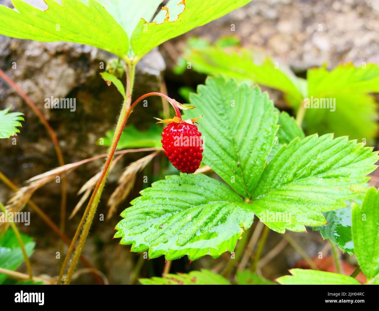 Strawberry sweet fruit hi-res stock photography and images - Alamy