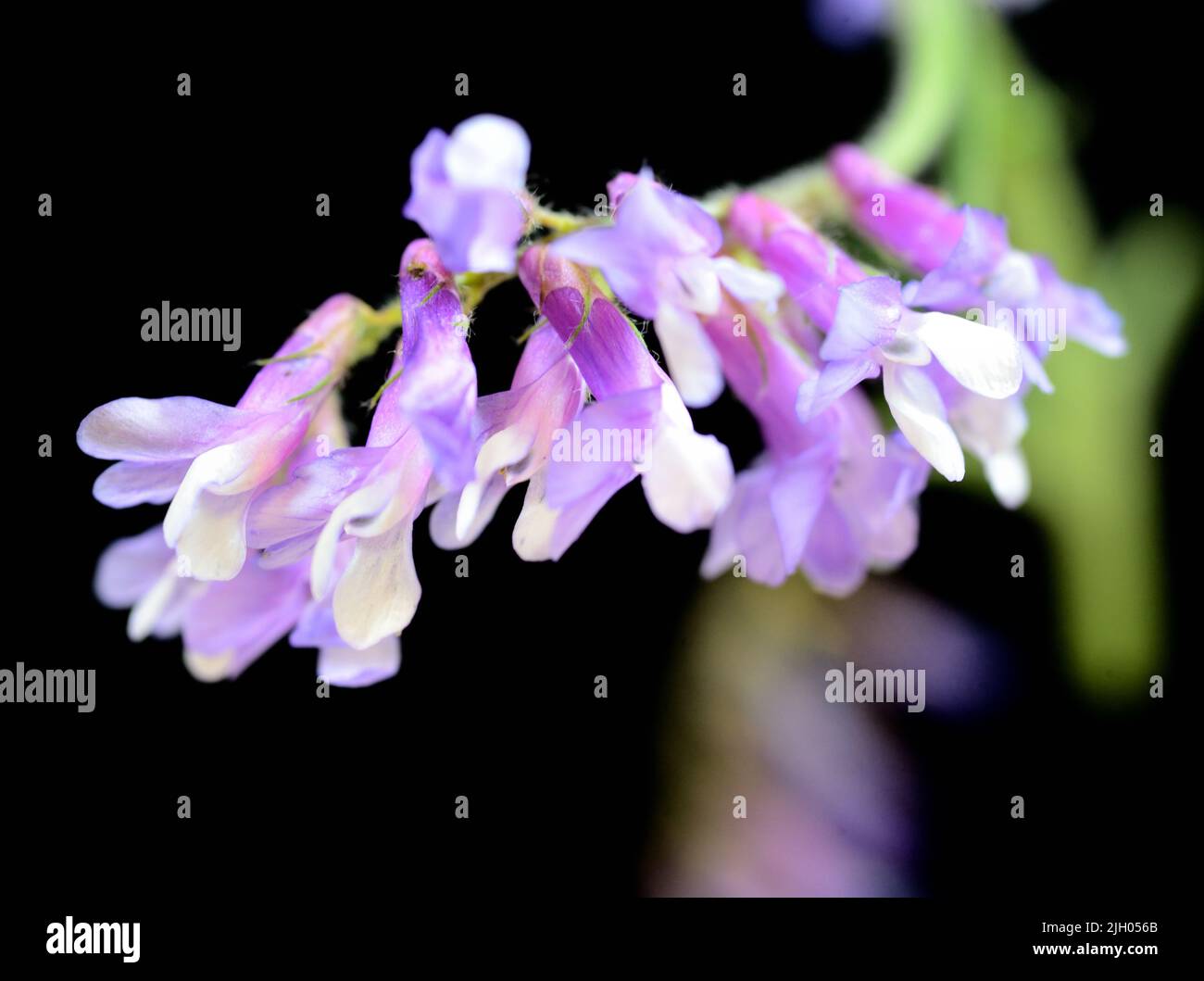 Closeup of Hairy Vetch (Vicia villosa) purple flowers against a black background Stock Photo