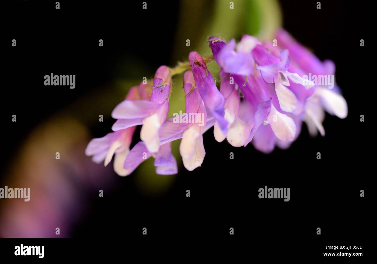 Closeup of Hairy Vetch (Vicia villosa) purple flowers against a black background Stock Photo