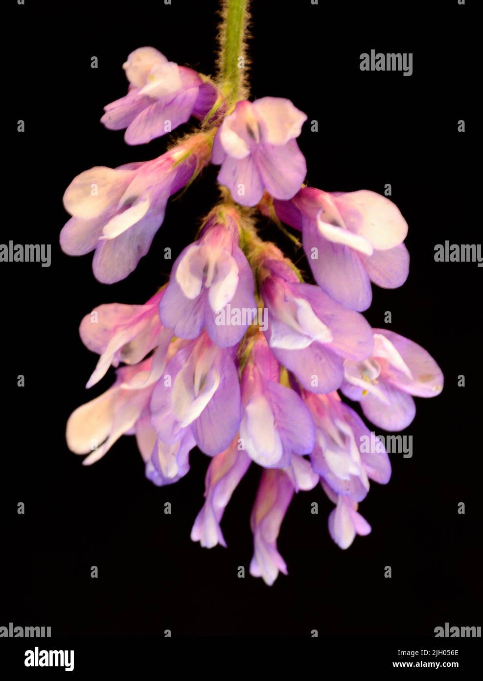 Closeup of Hairy Vetch (Vicia villosa) purple flowers against a black background Stock Photo